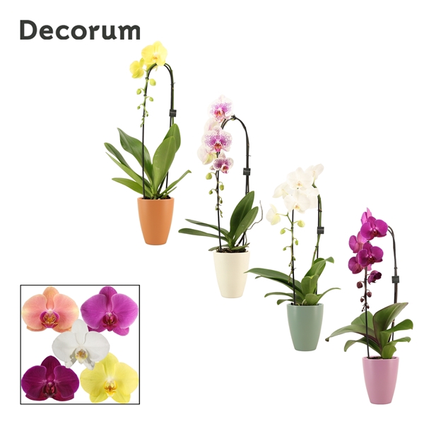 <h4>Phalaenopsis cascade 1 tak mix in Carly (Craft world-collection)</h4>