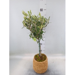 Arr.   Tuinplanten H%