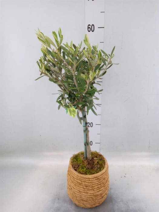 <h4>Arr. Tuinplanten H%</h4>