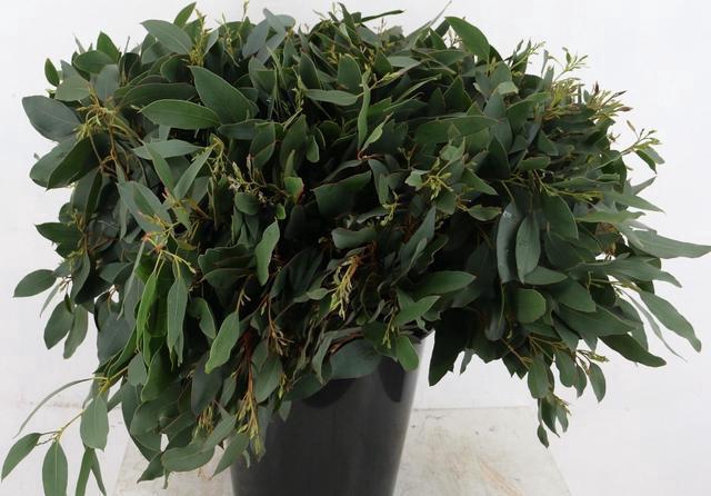 <h4>EUCALYPTUS GLAUCESENS PER STEM 055CM</h4>