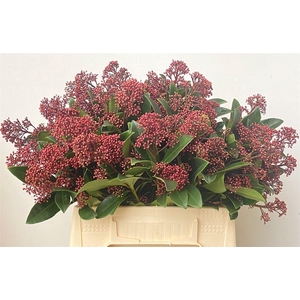 Skimmia Rubella