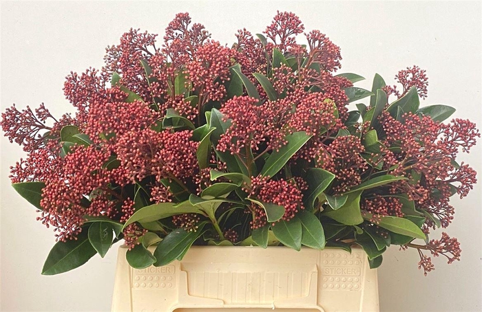 <h4>Skimmia Rubella</h4>