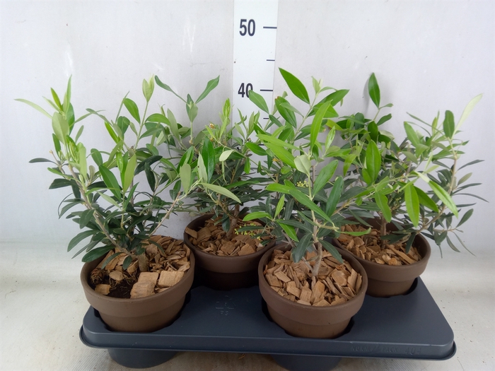 <h4>Arr.   Tuinplanten L%</h4>