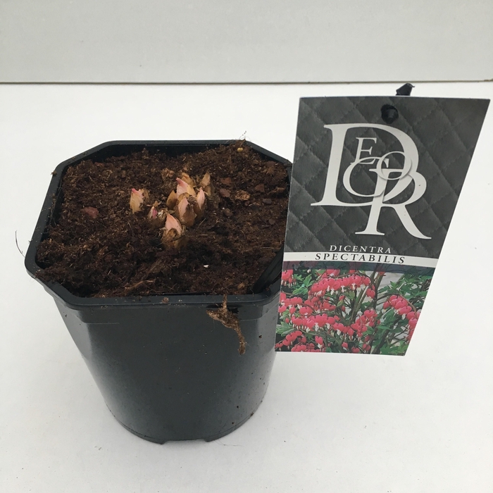 <h4>Dicentra spectabilis</h4>