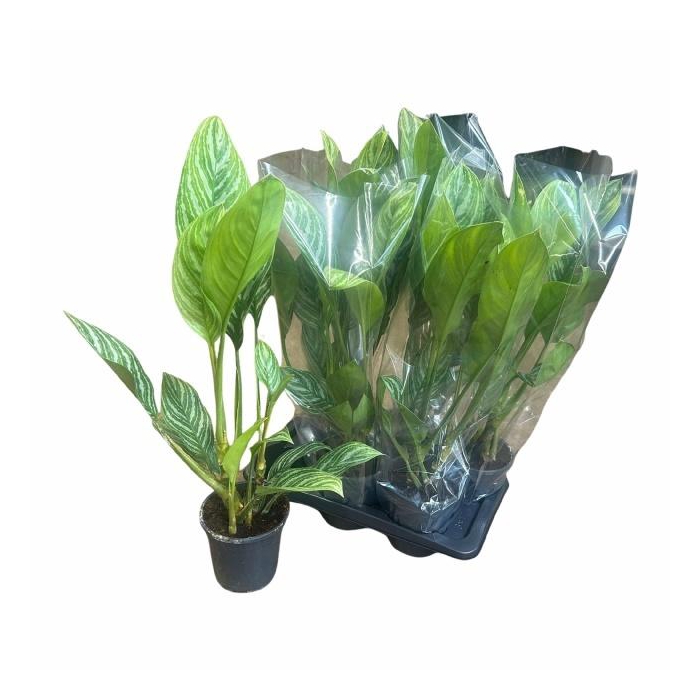 <h4>AGLAO STRIPES</h4>