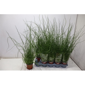Juncus Ef Spiralis