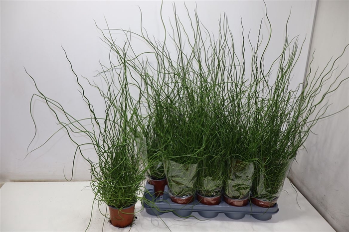 <h4>Juncus Ef Spiralis</h4>