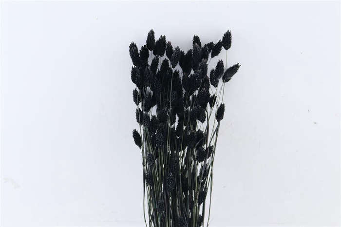 <h4>Dried Phalaris Black Bunch</h4>