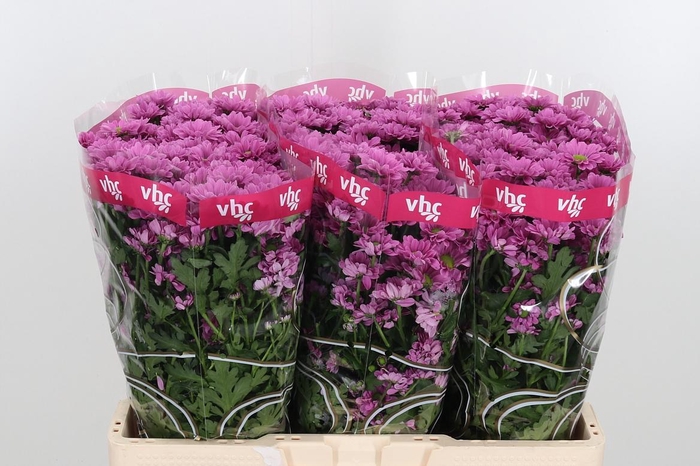 <h4>Chr San Aaa Krissi</h4>