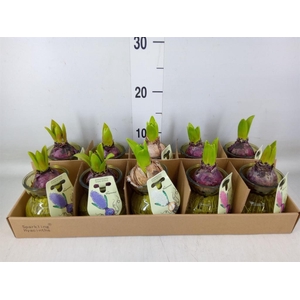 Planten  ..in schaal L%