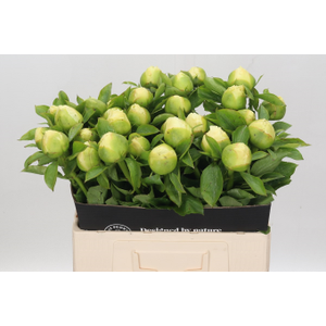 Paeonia Moonrise