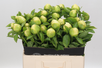 <h4>Paeonia Moonrise</h4>