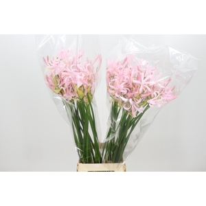 Nerine Sofie Artistiek