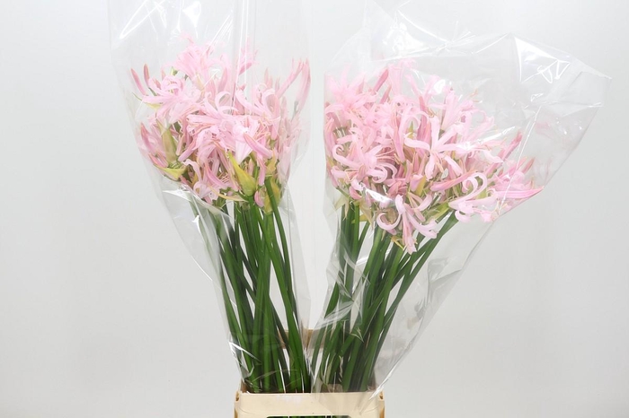<h4>Nerine Sofie Artistiek</h4>