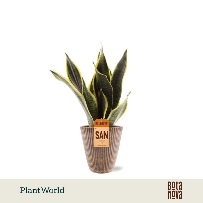 <h4>Sansevieria Superba in Polystone pot</h4>