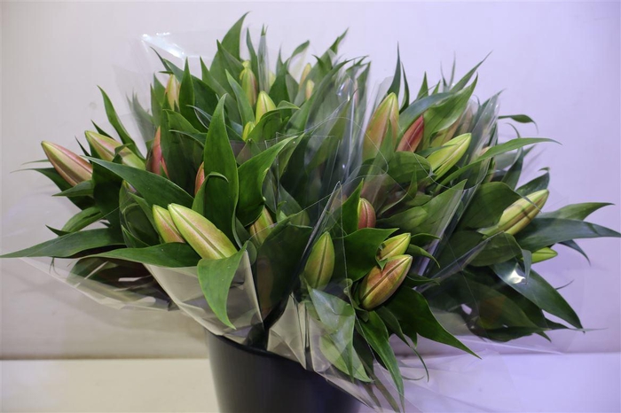 <h4>Li Ot Master X4</h4>