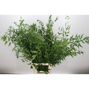 Ruscus Italia Long x4