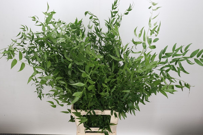 <h4>Ruscus Italia Long x4</h4>