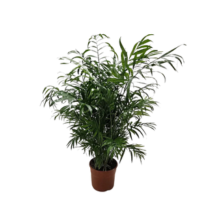 Chamaedorea elegans