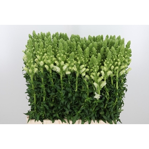 Antirrhinum Po White
