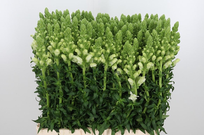 <h4>Antirrhinum Po White</h4>