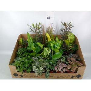 Planten Groen   ...mix 24
