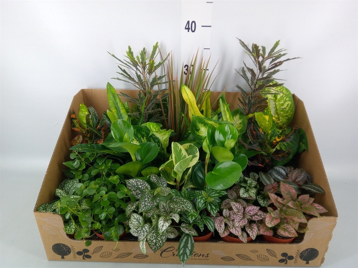 <h4>Planten Groen   ...mix 24</h4>