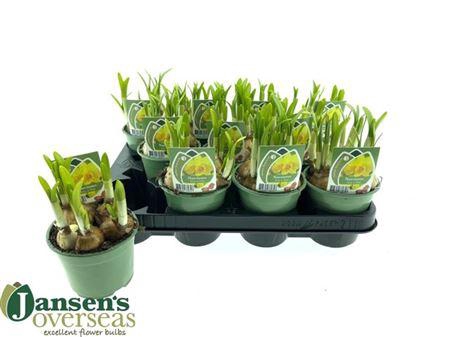 <h4>Narc O Tete A Tete</h4>