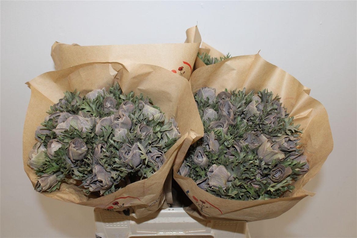 <h4>Anem Marianne Powder Brown</h4>