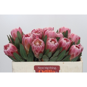 Protea Carnival