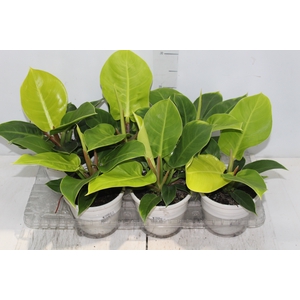 PHILODENDRON IMPERIAL GOLDEN P15