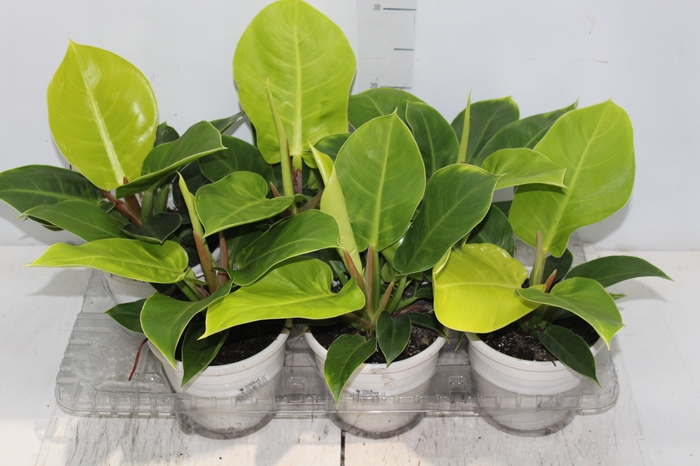 <h4>PHILODENDRON IMPERIAL GOLDEN P15</h4>