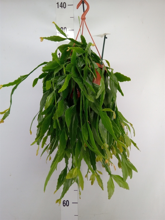 <h4>Rhipsalis   ...</h4>