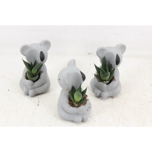 arr3 Demi - Ker. koala mini