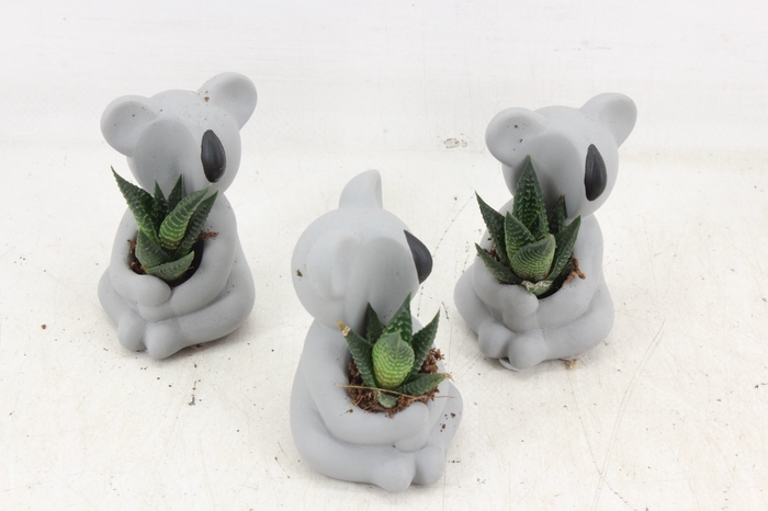 <h4>arr3 Demi - Ker. koala mini</h4>