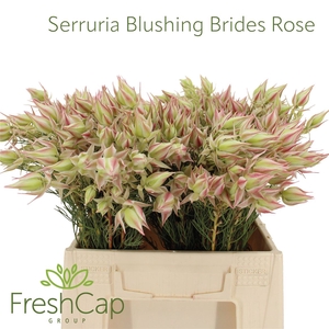 Serruria Blushing Brides Rose 2-5 Flwrs