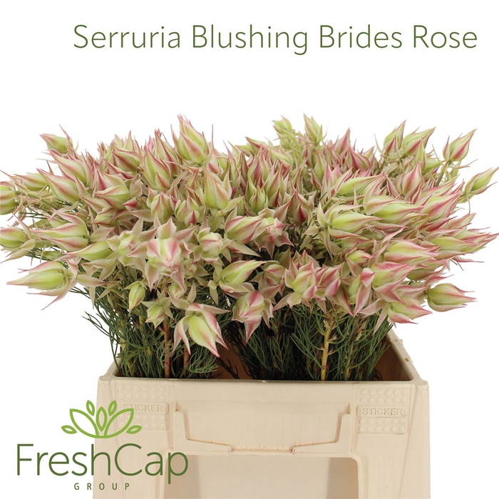 <h4>Serruria Blushing Brides Rose 2-5 Flwrs</h4>