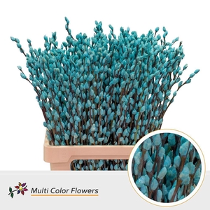 Salix caprea 'Snow Flake' .color H%
