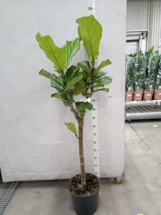 <h4>Ficus lyrata</h4>