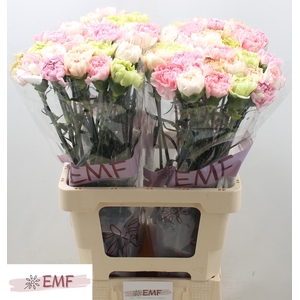 DI ST GEM IN BOS PASTEL