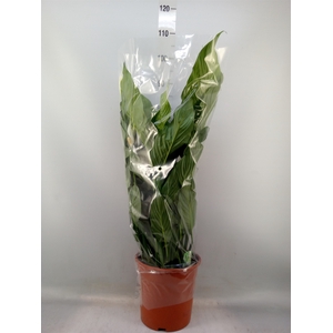 Spathiphyllum  'Sweet Lauretta'