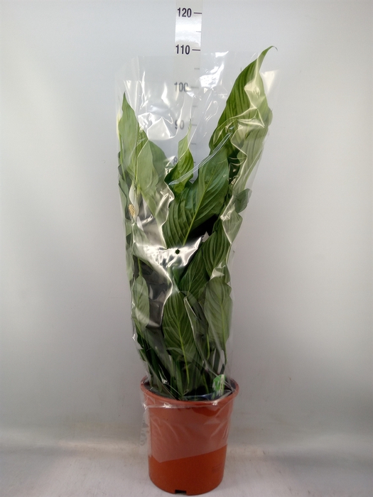 <h4>Spathiphyllum  'Sweet Lauretta'</h4>