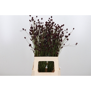 Sanguiso Officinalis
