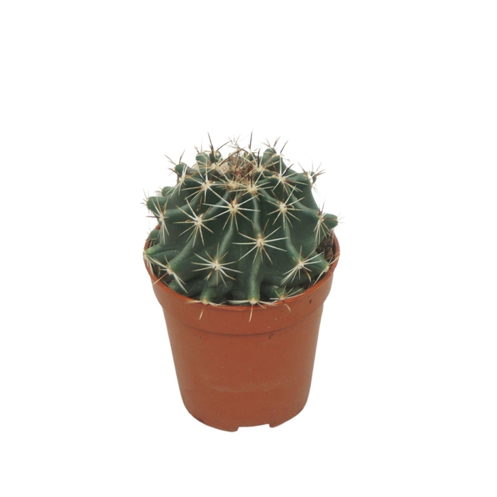 <h4>Ferocactus hamatacanthus</h4>