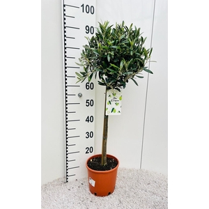 Olea europaea on stem