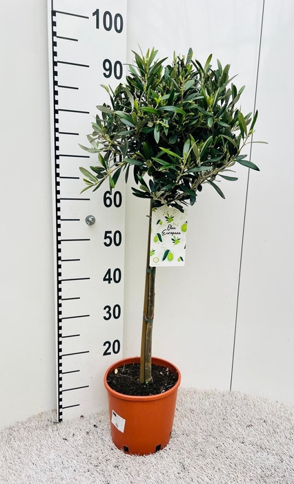 <h4>Olea europaea on stem</h4>