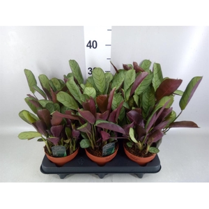 Ctenanthe burle-marxii 'Amagris'