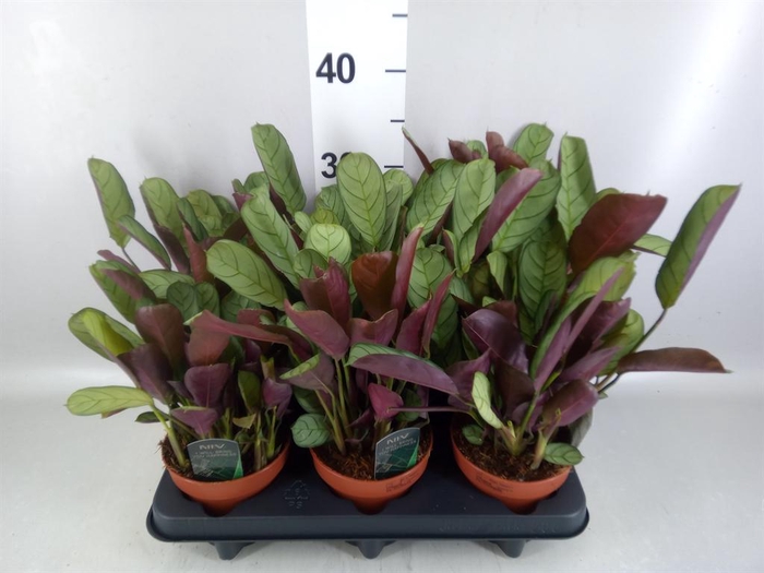 <h4>Ctenanthe burle-marxii 'Amagris'</h4>
