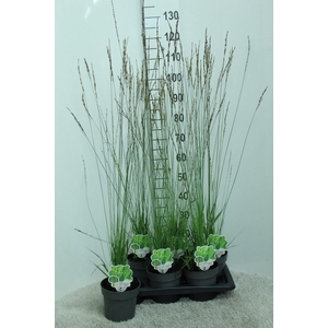 Molinia caerulea