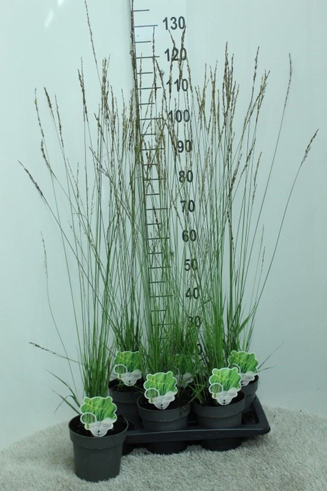 <h4>Molinia caerulea</h4>